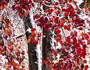 Autumn Snows and fall colors on Maple, Issaquah Washington