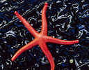 Blood Starfish on kelp, Olympic Pennisula, Washington