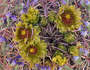 Barrel Cactus in bloom Anza Borreo St. Park, California