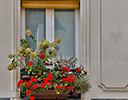 Flower window box Paris, France