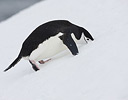 Chinstrap Penguin in snows of Half Moon Bay Antarctica