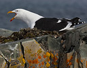 Nesting Kelp Gull on ice covered rock Half Moon Bay, Antarctica