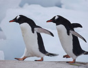 Gentoo Penguins Port Lockeroy, Antarctica