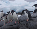 Gentoo Penguins Port Lockeroy, Antarctica