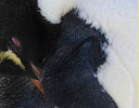 Rockhopper Penguin resting, Falkland Islands