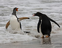 Gentoo Penguins on shoreline Falkland Islands