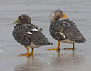 Flightless Steamer Ducks Falkland Islands