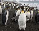 King Penguins on shoreline, South Georgia Island
