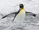King Penguin in the surf of South Georgia Island