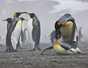 Mating King Penguin South Georgia Island