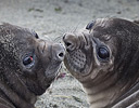 Pair of baby Elephant Seals, South Georgia Island