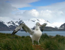 Wandering Albatross - South Georgia Island