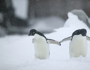 Adiele Pengiun Pair in Snow Antactic Pennisula
