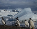 Young Gentoo Penguins - Antarctica Pennisula