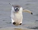Young Gentoo Penguins - Antarctica Pennisula