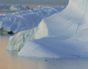 Morning Light On Icebergs Near Paulette Island, Antarctica