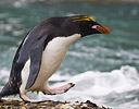 Macaroni Penguin waters edge, South Georgia Island