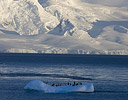 Penguins on small iceberg Antarctica