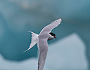 High Arctic of Spitsbergen Norway - Arctic Tern in flight