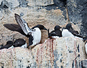 High Arctic of Spitsbergen Norway - Thick-billed Murre