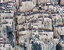 High Arctic of Spitsbergen Norway - Thick-billed Murre
