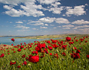 Poppies along side of road near Ataturk Dam along the Euphrates, Turkey