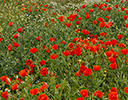 Poppy fields Turkey