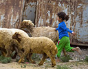 Young girl with sheep, Harran Turkey