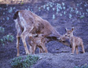 Black-tailed Deer Doe & Fawns