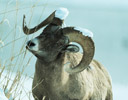 Big Horn Ram in Snows Yellowstone N.P., WY.
