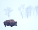 Lone Bison in Snows of Yellowstone N.P., WY.