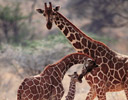 Reticulated Giraffe with Young Samburu Kenya