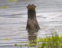 Giant Otter, Manu Jungle Peru