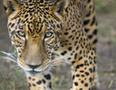 Jaguar of the Pantanal Brazil - captive -