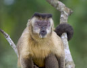 Capuchin Monkey in crook of tree branch, Pantanal Brazil