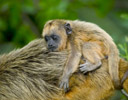 Howler Monkey Baby on Moms Back, Pantanal Brazil