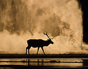 Bull Elk Silhouetted Crossing Geyer Area Yellowstone N.P., Wy. Sunset