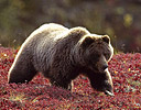 Grizzly Bear in Autumn Colors Denali N.P., AK