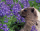 Hoary Marmot in Lupine Field Mt. Rainier N.P., WA