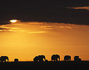Elephant Head Silhouetted Sunrise Masai Mara, Kenya