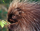 Feeding Porcupine, Montana