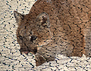 Composite Mountain Lion and cracked mud