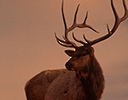 Composite Bull Elk and setting sun