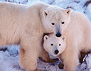 Polar Bear mother and young Churchill Manitoba