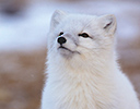Artic Fox Churchill Manitoba