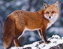 Red Fox and winters snow