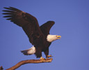 Bald Eagle Homer Alaska