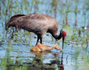 Sandhill Crane feeding it young, Myakka River State Park, Florida