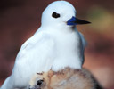 White Tern and Chick, Midway Island