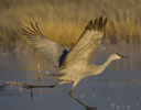 Sandhill Crane icy morning on pond about to take flight, Bosque Del Apache N.W.R., New Mexico